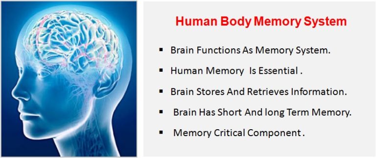 human memory vs computer memory essay